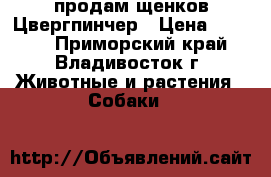 продам щенков Цвергпинчер › Цена ­ 8 000 - Приморский край, Владивосток г. Животные и растения » Собаки   